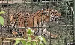 तमिलनाडु: 13 मवेशियों को मारने वाला बाघ तीन महीने के बाद पकड़ा गया