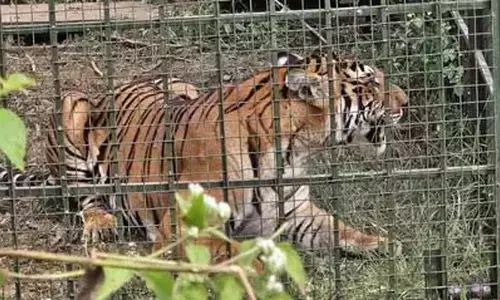 तमिलनाडु: 13 मवेशियों को मारने वाला बाघ तीन महीने के बाद पकड़ा गया