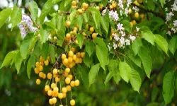 मच्छर, चींटी, मक्खी और कीड़ों को दूर भगाने का जबरदस्त तरीका, बकायन की छाल हैं कारगर