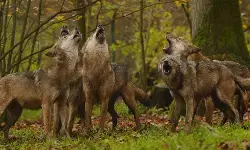 बहराइच में भेड़ियों की बढ़ती दहशत, फिर एक और हमला