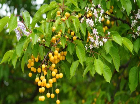 मच्छर, चींटी, मक्खी और कीड़ों को दूर भगाने का जबरदस्त तरीका, बकायन की छाल हैं कारगर