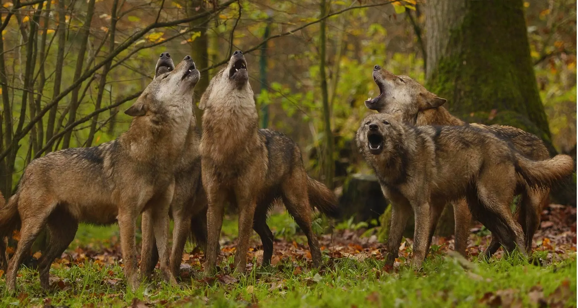 बहराइच में भेड़ियों की बढ़ती दहशत, फिर एक और हमला बहराइच में भेड़ियों की बढ़ती दहशत, फिर एक और हमला