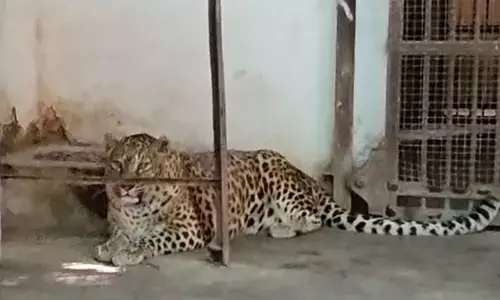 अंतरराष्ट्रीय चीता दिवस : भारत में बढ़ रही चीतों की संख्या, पीएम मोदी की पहल सराहनीय अंतरराष्ट्रीय चीता दिवस : भारत में बढ़ रही चीतों की संख्या, पीएम मोदी की पहल सराहनीय