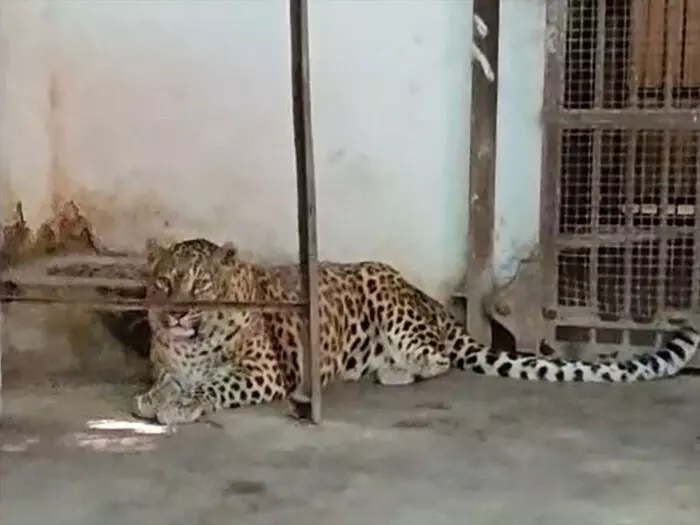 अंतरराष्ट्रीय चीता दिवस : भारत में बढ़ रही चीतों की संख्‍या, पीएम मोदी की पहल सराहनीय