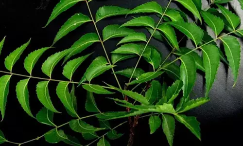 अगर नीम के इतने फायदे जान लिए तो इस्तेमाल से खुद को रोक नहीं पाओगे