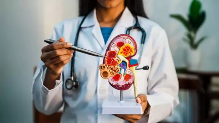 किडनी सिस्ट बढ़ने से पहले पहचानें संकेत, अपनाएं ये आयुर्वेदिक उपाय