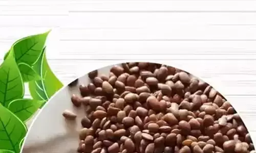 किडनी की पथरी से डायबिटीज तक, कई बीमारियों से कुल्थी की दाल दिलाए निजात किडनी की पथरी से डायबिटीज तक, कई बीमारियों से कुल्थी की दाल दिलाए निजात