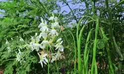 सहजन क्यों है इतना खास? आयुर्वेद से जानिए उपयोग और फायदे