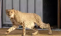 26 जनवरी को बोत्सवाना से मध्य प्रदेश पहुंचेंगे आठ चीते, सरकार ने दी जानकारी