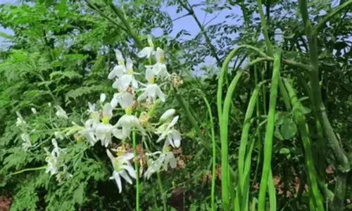 सहजन क्यों है इतना खास? आयुर्वेद से जानिए उपयोग और फायदे सहजन क्यों है इतना खास? आयुर्वेद से जानिए उपयोग और फायदे