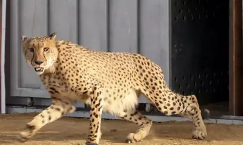 26 जनवरी को बोत्सवाना से मध्य प्रदेश पहुंचेंगे आठ चीते, सरकार ने दी जानकारी 26 जनवरी को बोत्सवाना से मध्य प्रदेश पहुंचेंगे आठ चीते, सरकार ने दी जानकारी