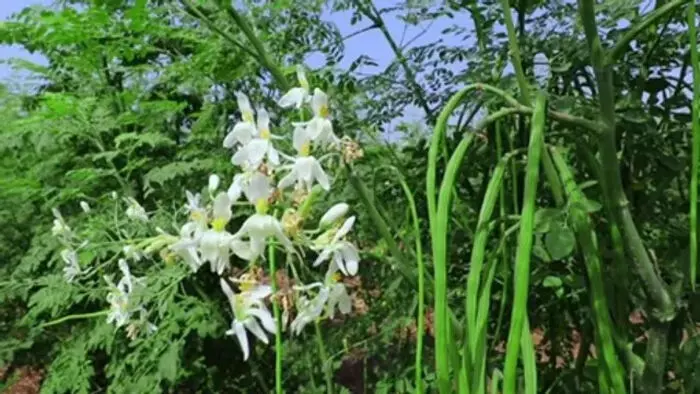 सहजन क्यों है इतना खास? आयुर्वेद से जानिए उपयोग और फायदे सहजन क्यों है इतना खास? आयुर्वेद से जानिए उपयोग और फायदे