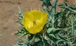 कांटों वाली जड़ी-बूटी भटकटैया : खांसी, दमा से लेकर पथरी तक की रामबाण दवा