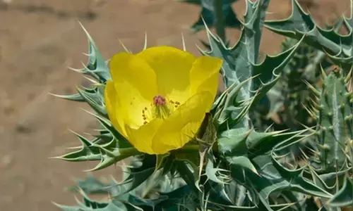 कांटों वाली जड़ी-बूटी भटकटैया : खांसी, दमा से लेकर पथरी तक की रामबाण दवा कांटों वाली जड़ी-बूटी भटकटैया : खांसी, दमा से लेकर पथरी तक की रामबाण दवा