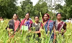 जहरमुक्त खेती की ओर बढ़ते कदम जहरमुक्त खेती की ओर बढ़ते कदम