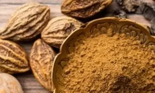 सेहत का कवच है पांच स्वादों वाला हरड़, वात-पित्त-कफ का दुश्मन सेहत का कवच है पांच स्वादों वाला हरड़, वात-पित्त-कफ का दुश्मन