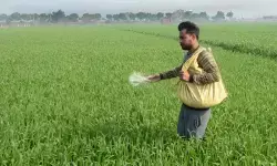 रबी फसलों की बुवाई 536 लाख हेक्टेयर के पार, इस साल 24 लाख हेक्टेयर बढ़ा रकबा रबी फसलों की बुवाई 536 लाख हेक्टेयर के पार, इस साल 24 लाख हेक्टेयर बढ़ा रकबा