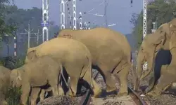 झारखंड में जंगली हाथियों की आवाजाही से कई पैसेंजर और मेमू ट्रेनें रद्द