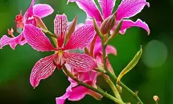 सेहत के लिए रामबाण कचनार, डायबिटीज मरीजों के लिए भी लाभदायी