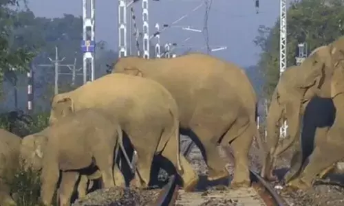 झारखंड में जंगली हाथियों की आवाजाही से कई पैसेंजर और मेमू ट्रेनें रद्द झारखंड में जंगली हाथियों की आवाजाही से कई पैसेंजर और मेमू ट्रेनें रद्द