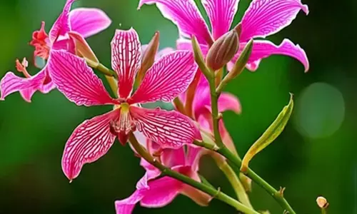 सेहत के लिए रामबाण कचनार, डायबिटीज मरीजों के लिए भी लाभदायी सेहत के लिए रामबाण कचनार, डायबिटीज मरीजों के लिए भी लाभदायी