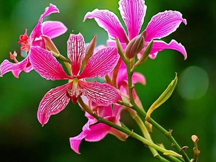 सेहत के लिए रामबाण कचनार, डायबिटीज मरीजों के लिए भी लाभदायी सेहत के लिए रामबाण कचनार, डायबिटीज मरीजों के लिए भी लाभदायी