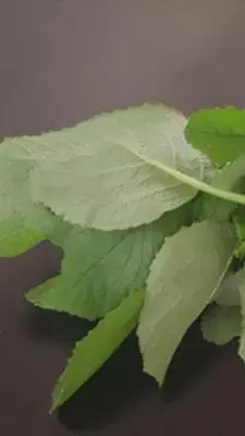 सर्दियों में सरसों का साग: सेहत का कवच और स्वाद का साथी