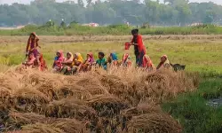 ओडिशा : सरकारी जमीन पर धान की कटाई को लेकर दो गुटों में झड़प के बाद तनाव, बीएनएसएस की धारा 163 लागू