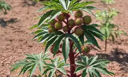 अरंडी: वात रोगों का यमराज, जो कई समस्याओं का करता है विनाश