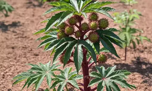 अरंडी: वात रोगों का यमराज, जो कई समस्याओं का करता है विनाश