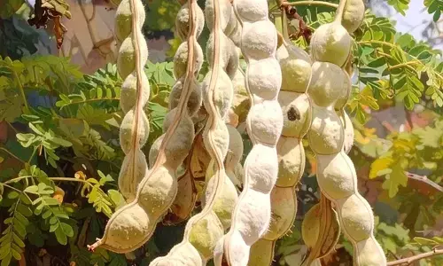 हड्डियों से लेकर पाचन तक, इस फली में हर समस्या का हल