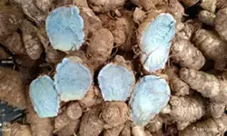 प्रदूषण से लड़ने में शरीर को ताकत देती है नीली-काली हल्दी, जानें उसकी खासियत प्रदूषण से लड़ने में शरीर को ताकत देती है नीली-काली हल्दी, जानें उसकी खासियत