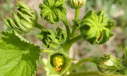 अतिबला : शरीर को अति बल देने वाली प्राकृतिक औषधि, जानें फायदे