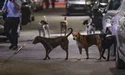 महाराष्ट्र के लातूर में आवारा कुत्तों का आतंक, एक दिन में 35 लोग घायल