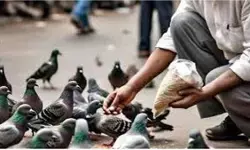 देश में पहली बार कबूतरों को दाना डालने पर सजा, कोर्ट ने माना सेहत के लिए खतरा
