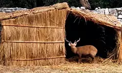 पंजाब के चिड़ियाघर में जानवरों के लिए हीटर और फूस की छत की व्यवस्था