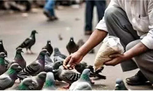 देश में पहली बार कबूतरों को दाना डालने पर सजा, कोर्ट ने माना सेहत के लिए खतरा