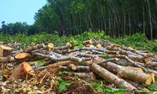 जम्मू कश्मीर क्लाइमेट एक्शन ग्रुप का दावा, काटे जाएंगें 7 लाख पेड़, यह परियोजना पर्यावरण और स्थानीय समुदायों की आजीविका को पहुंचाएगी नुकसान