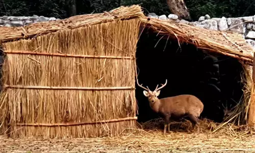 पंजाब के चिड़ियाघर में जानवरों के लिए हीटर और फूस की छत की व्यवस्था पंजाब के चिड़ियाघर में जानवरों के लिए हीटर और फूस की छत की व्यवस्था