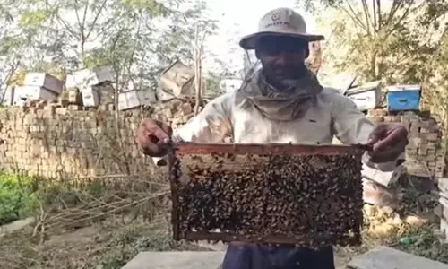 नूंह में बेरोजगार युवाओं और भूमिहीन किसानों के लिए मधुमक्खी पालन बना आय का जरिया