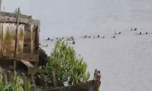 उफनती नदी में मगरमच्छ के जबड़े से साथी बंदर को बचाने उतरी वानर सेना, जानें क्या हुआ आगे उफनती नदी में मगरमच्छ के जबड़े से साथी बंदर को बचाने उतरी वानर सेना, जानें क्या हुआ आगे