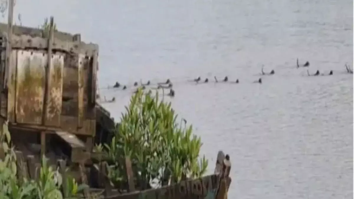 उफनती नदी में मगरमच्छ के जबड़े से साथी बंदर को बचाने उतरी वानर सेना, जानें क्या हुआ आगे उफनती नदी में मगरमच्छ के जबड़े से साथी बंदर को बचाने उतरी वानर सेना, जानें क्या हुआ आगे