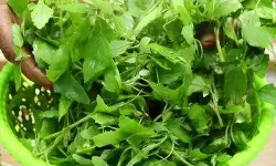 सर्दियों में बथुआ है बेहद खास, एनीमिया और कब्ज जैसी समस्याओं से दिलाएगा राहत