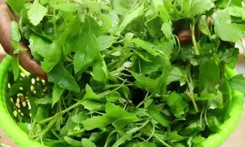 सर्दियों में बथुआ है बेहद खास, एनीमिया और कब्ज जैसी समस्याओं से दिलाएगा राहत