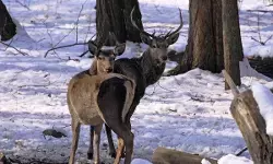 कश्‍मीर : वन्यजीव प्रेमियों के लिए खुशखबरी, हंगुल की आबादी में वृद्धि, सर्वे रिपोर्ट आई सामने