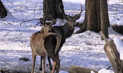कश्‍मीर : वन्यजीव प्रेमियों के लिए खुशखबरी, हंगुल की आबादी में वृद्धि, सर्वे रिपोर्ट आई सामने