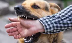 दिल्ली में रेबीज होगा अधिसूचित रोग, निगरानी और इलाज को लेकर सरकार का बड़ा कदम दिल्ली में रेबीज होगा अधिसूचित रोग, निगरानी और इलाज को लेकर सरकार का बड़ा कदम