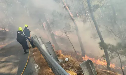अल्मोड़ा: गोलू मंदिर के पास जंगल में आग, दमकल ने समय रहते पाया काबू अल्मोड़ा: गोलू मंदिर के पास जंगल में आग, दमकल ने समय रहते पाया काबू