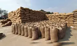 छत्तीसगढ़ में 26 हजार क्विंटल धान खा गए चूहे, कबीरधाम में अनियमितताओं और हेराफेरी के संकेत मिले