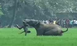 झारखंड में बेकाबू हाथी का आतंक, एक सप्ताह में 22 की मौत; पकड़ने के लिए उतारे गए 8 IFS और 100 से अधिक वनकर्मी